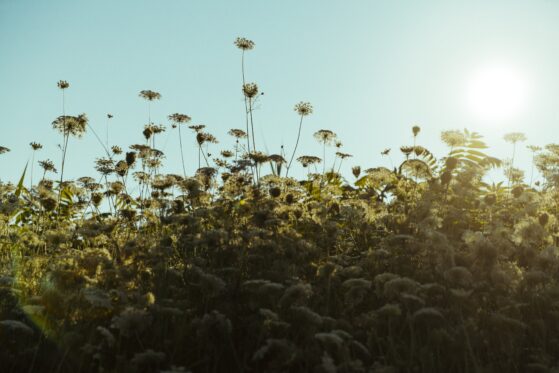 Info paysanne d&rsquo;Erwann Matthieu